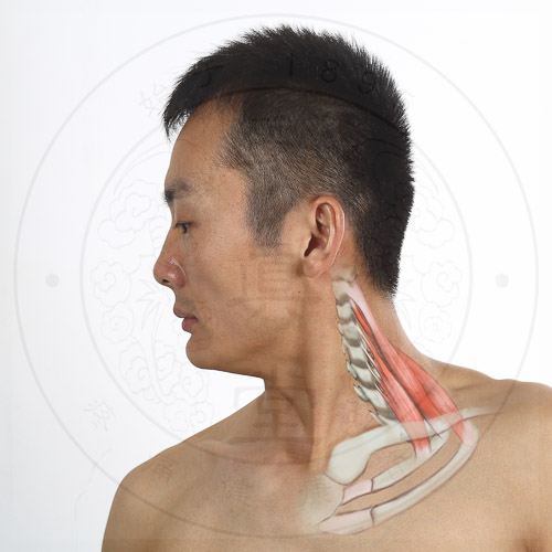 上方,到c3-6颈椎横突的前结节.肌束斜向外下方.