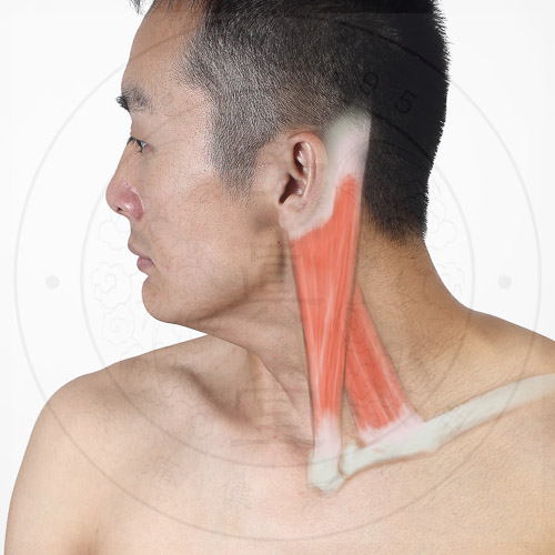 胸锁乳突肌位于颈前外侧部的皮下,为颈部一对强有力的肌肉.